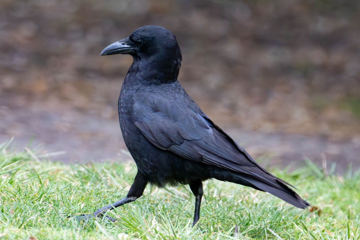 American Crow - Nancy Christensen