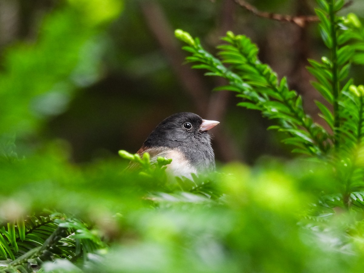 Dark-eyed Junco - Mason Henry 🐦