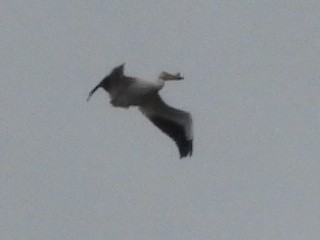 American White Pelican - ML618175067