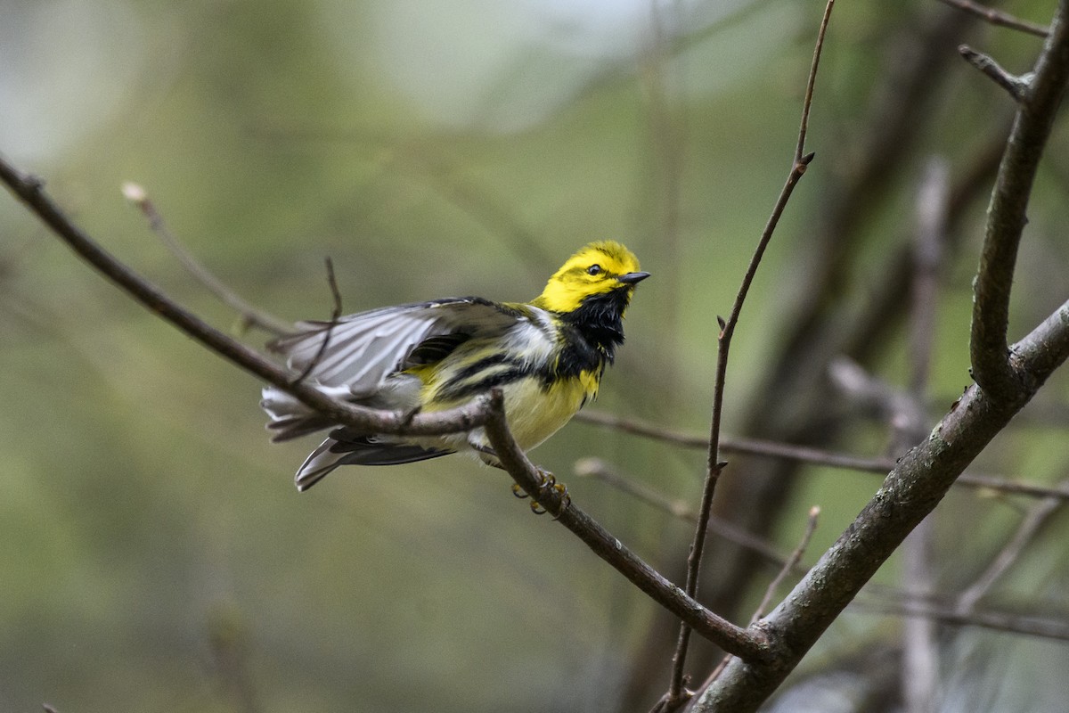 Black-throated Green Warbler - Christine Andrews