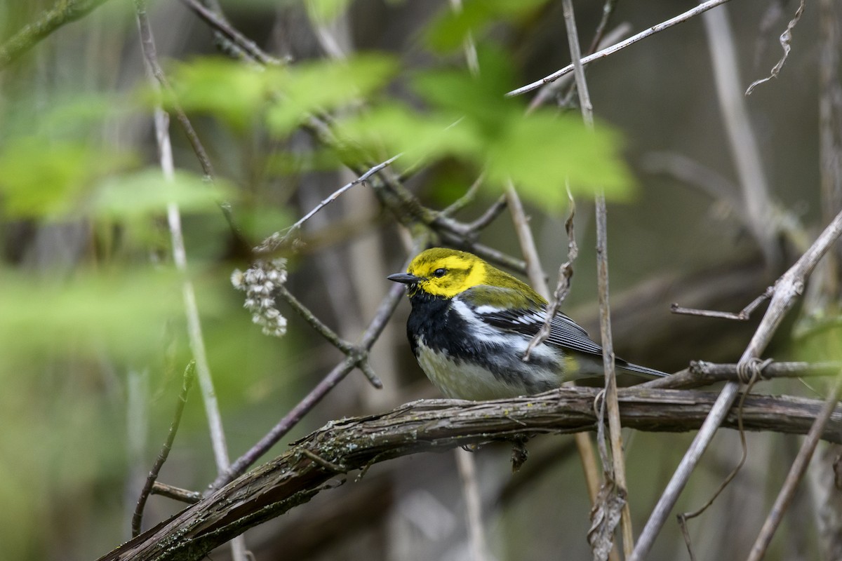 Black-throated Green Warbler - Christine Andrews