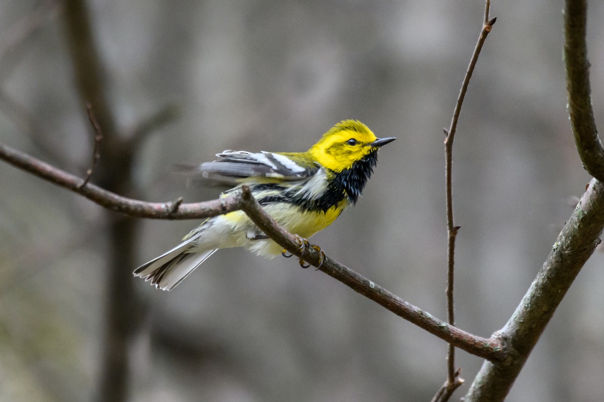 Black-throated Green Warbler - Christine Andrews