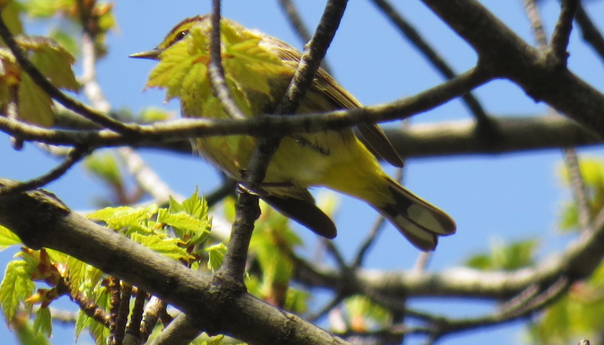 Palm Warbler - shelley seidman