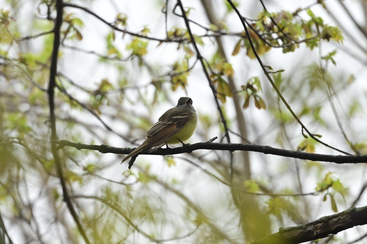 Great Crested Flycatcher - ML618175100