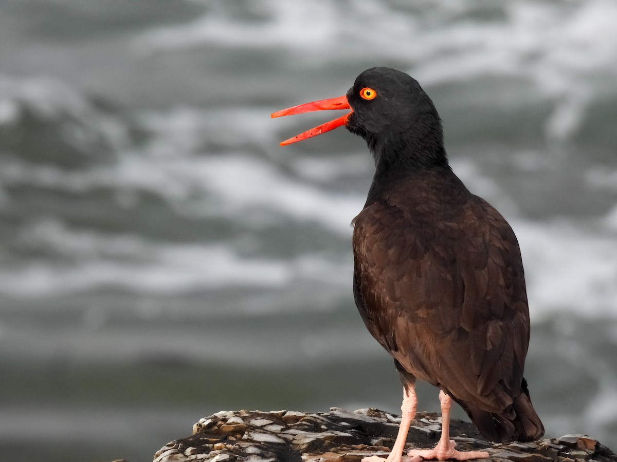 Black Oystercatcher - ML618175117