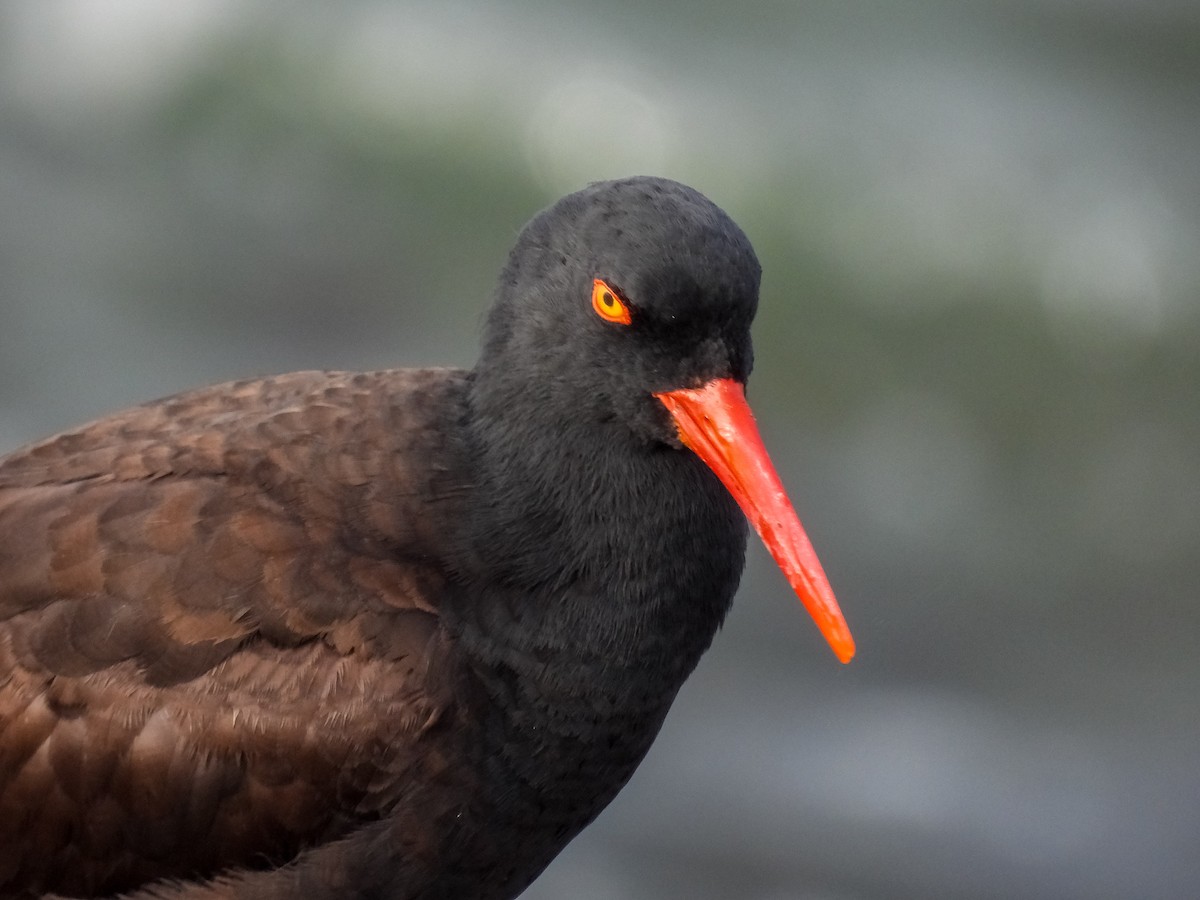 Black Oystercatcher - ML618175118