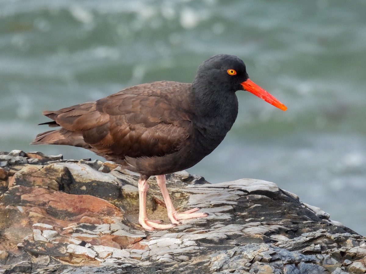 Black Oystercatcher - ML618175119