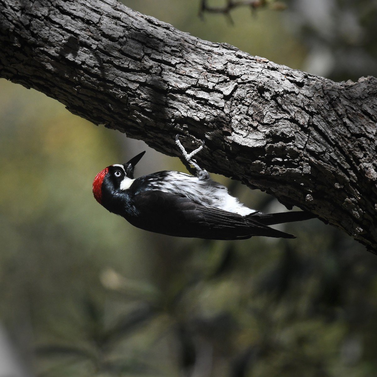 Acorn Woodpecker - ML618175123