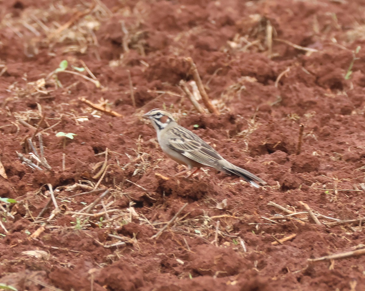 Lark Sparrow - Rick Kittinger