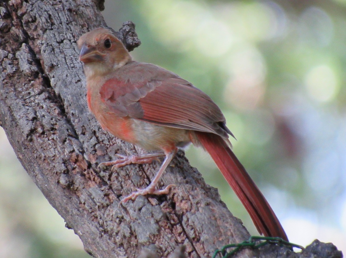 Northern Cardinal - Twylabird Jean