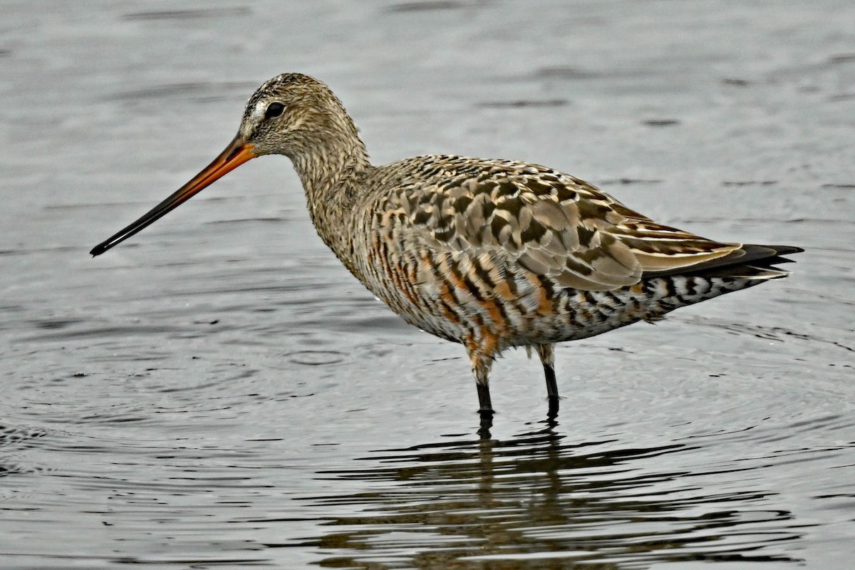 Hudsonian Godwit - ML618175150