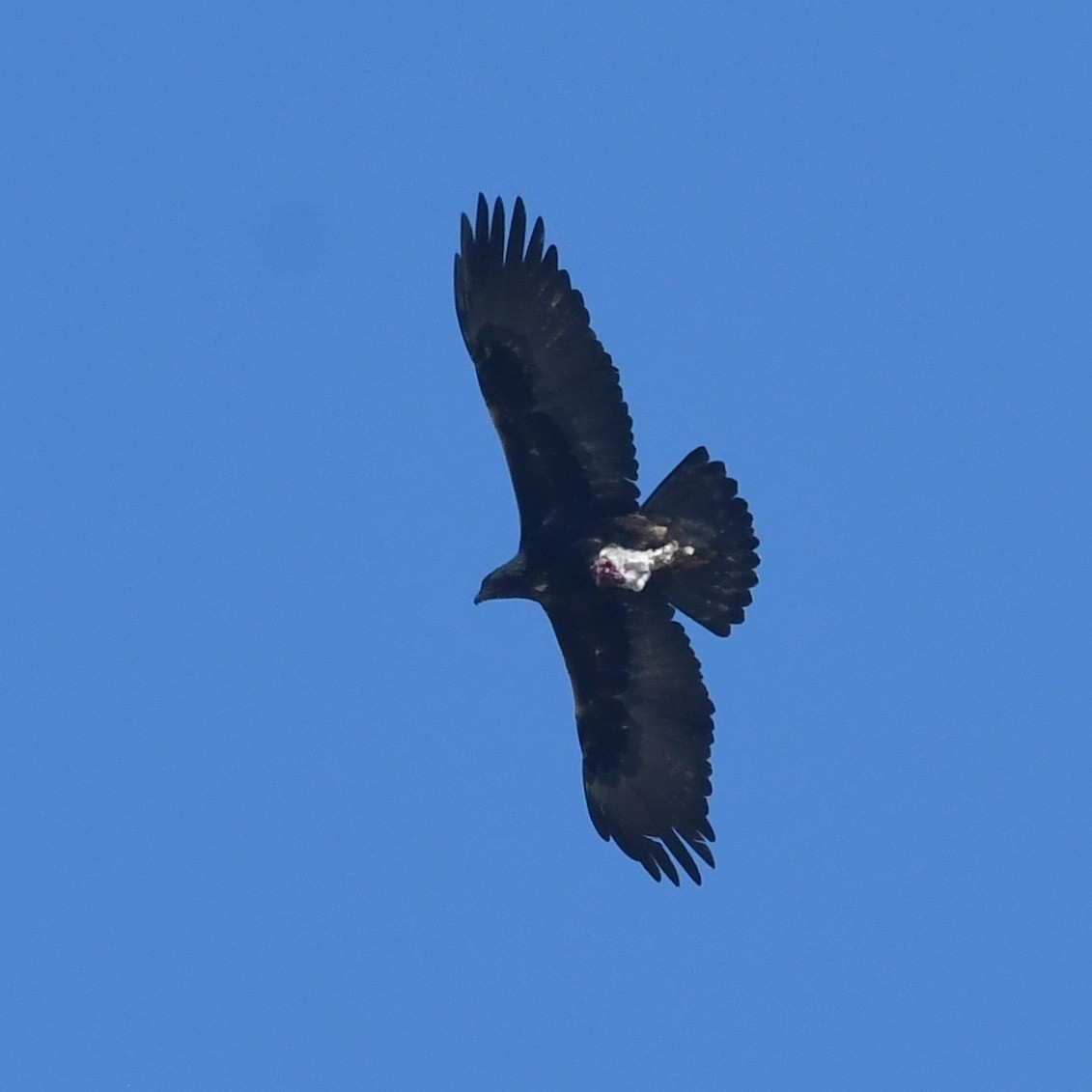 Águila Real - ML618175217