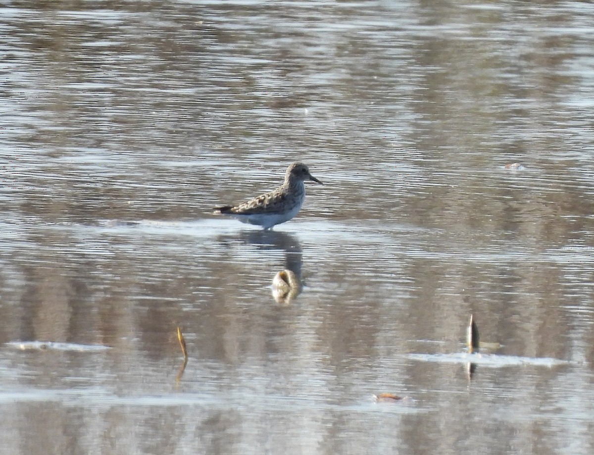 Least Sandpiper - Brian Tinker