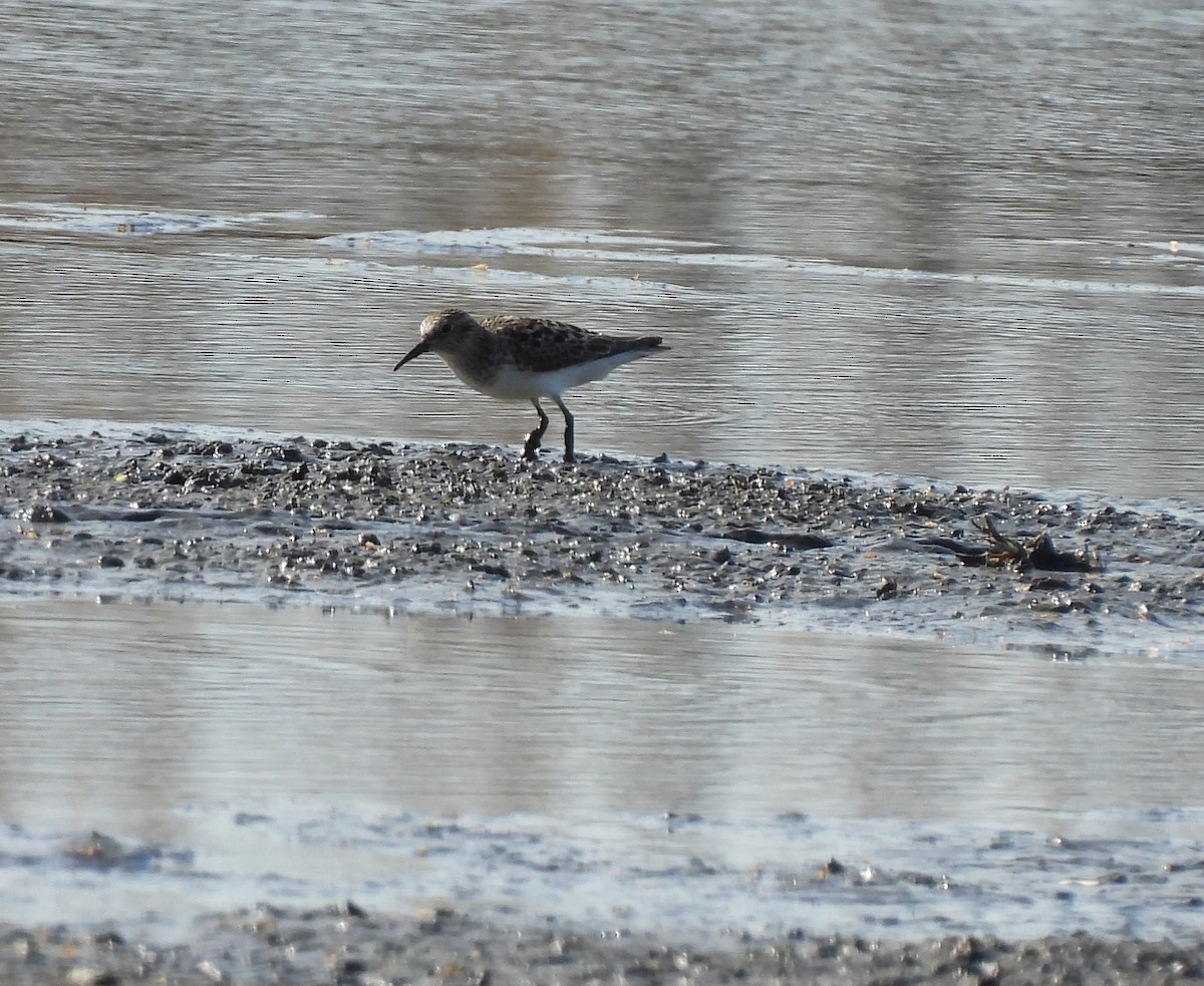 Least Sandpiper - Brian Tinker