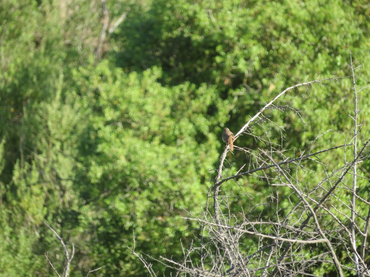 Bewick's Wren - Aaron Jones