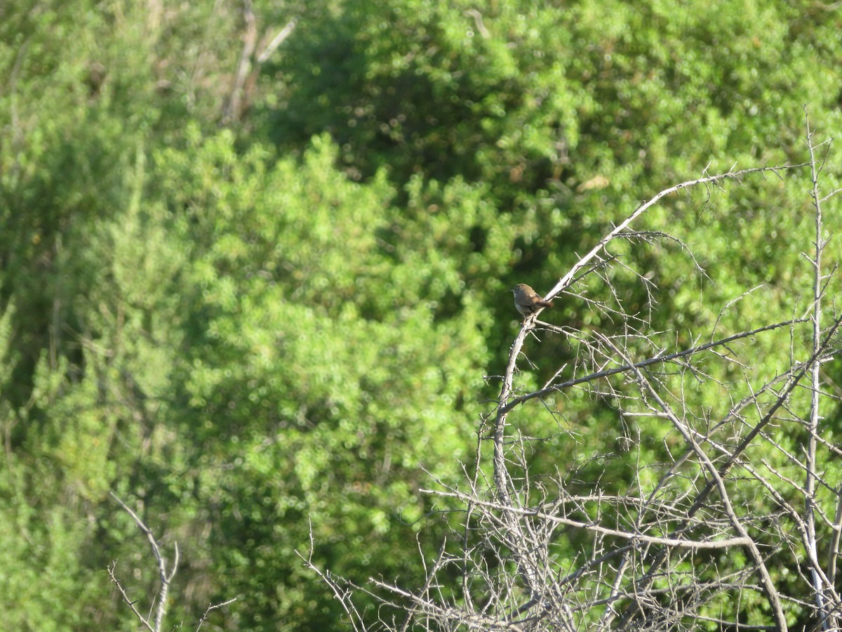 Bewick's Wren - Aaron Jones