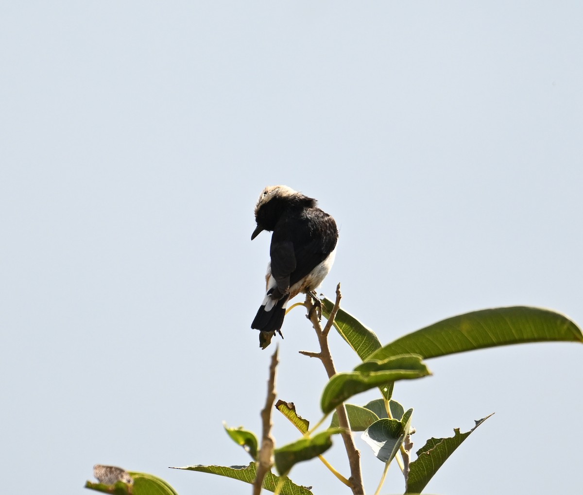 Arabian Wheatear - David Darrell-Lambert