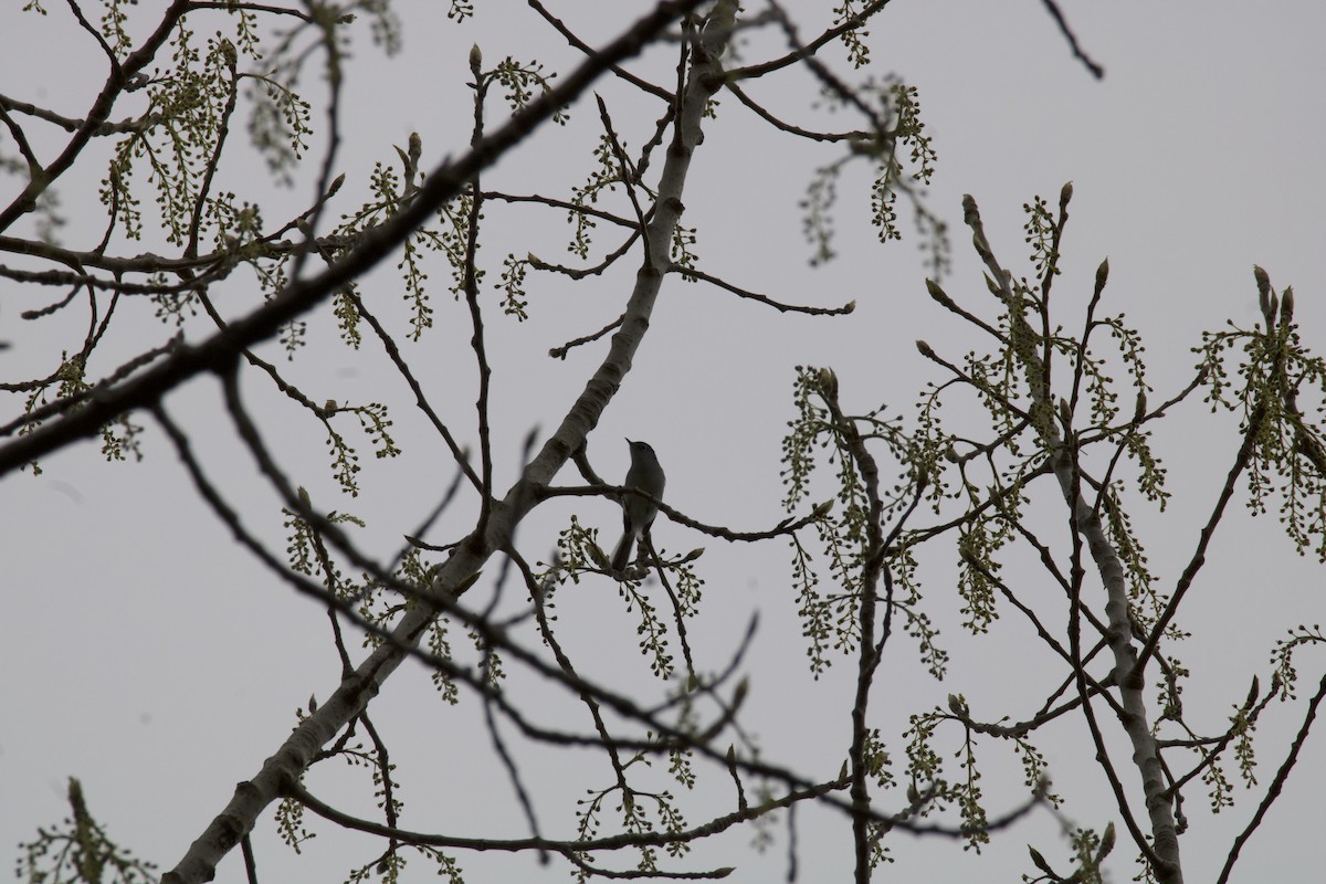 Blue-gray Gnatcatcher - Frank Bowrys