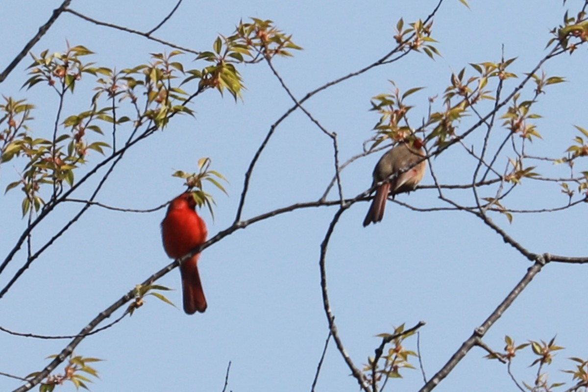 Northern Cardinal - Debra Rittelmann