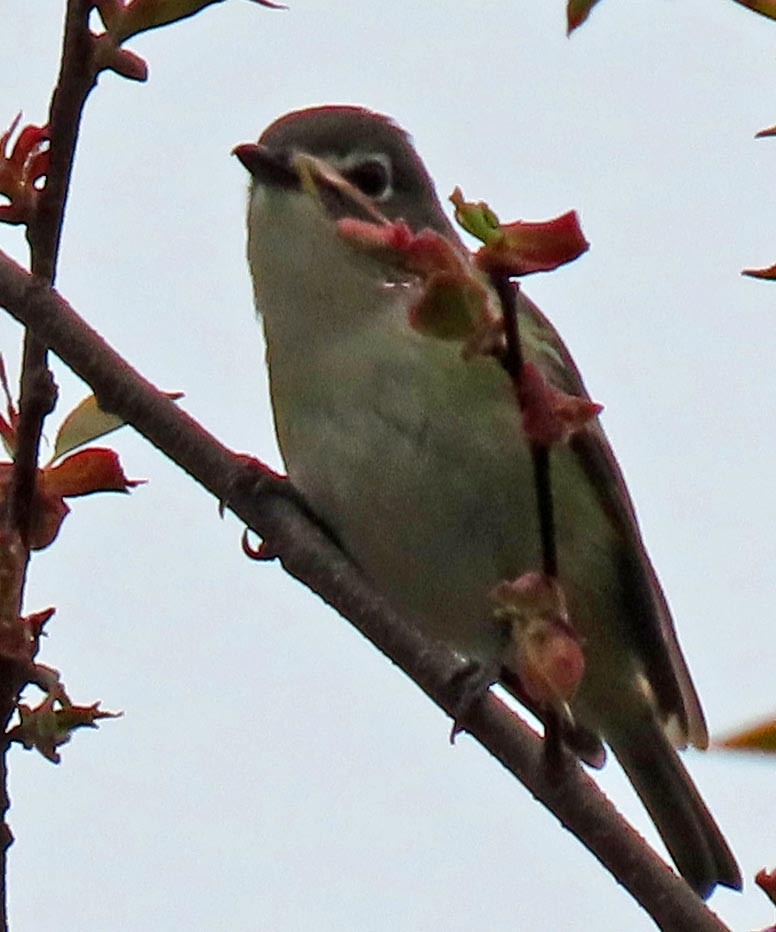 Blue-headed Vireo - ML618175295