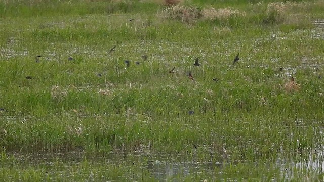 Barn Swallow (American) - ML618175304