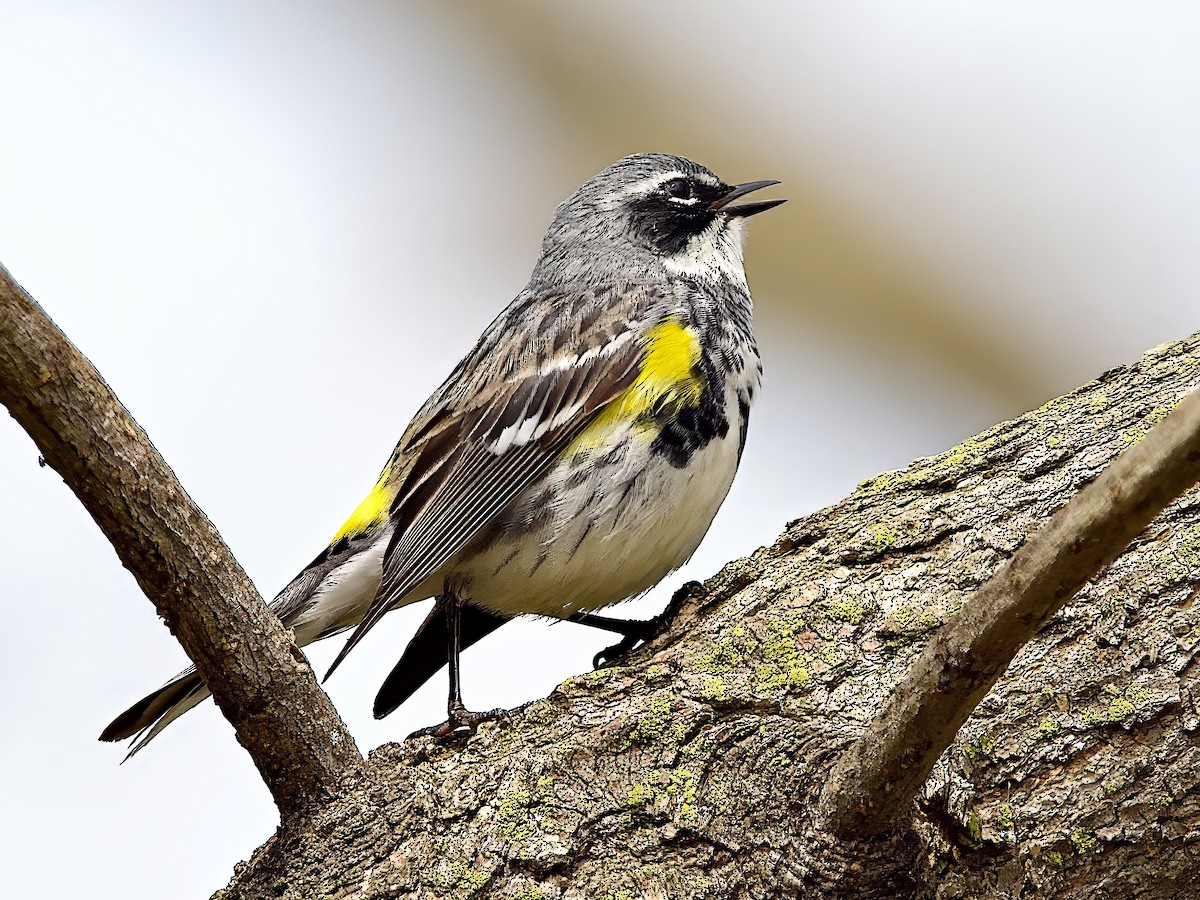 Yellow-rumped Warbler - ML618175314