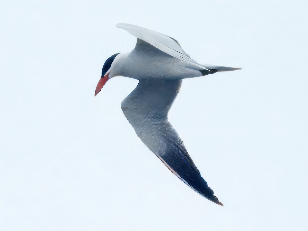 Caspian Tern - Dan Tallman