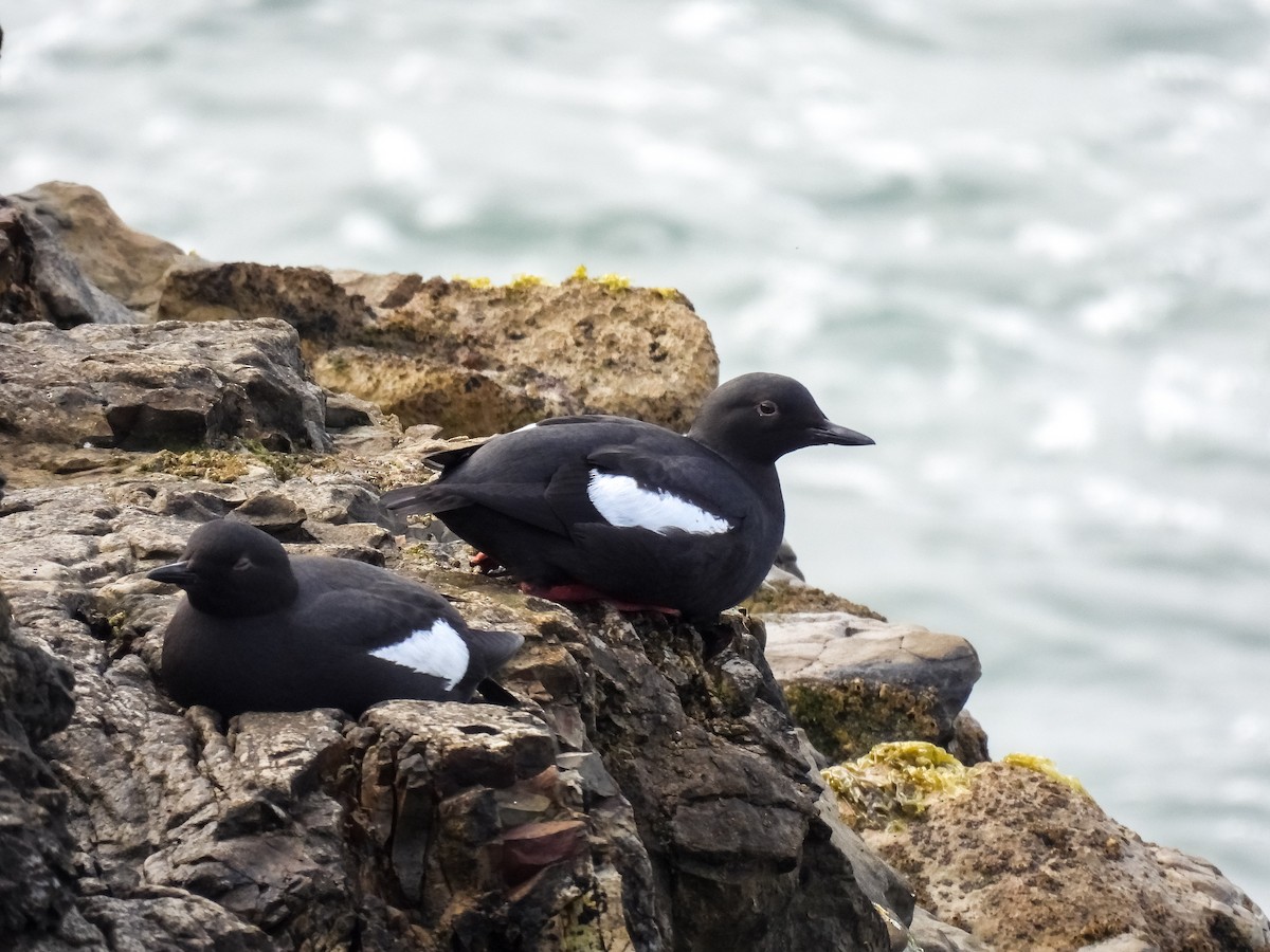 Pigeon Guillemot - ML618175325