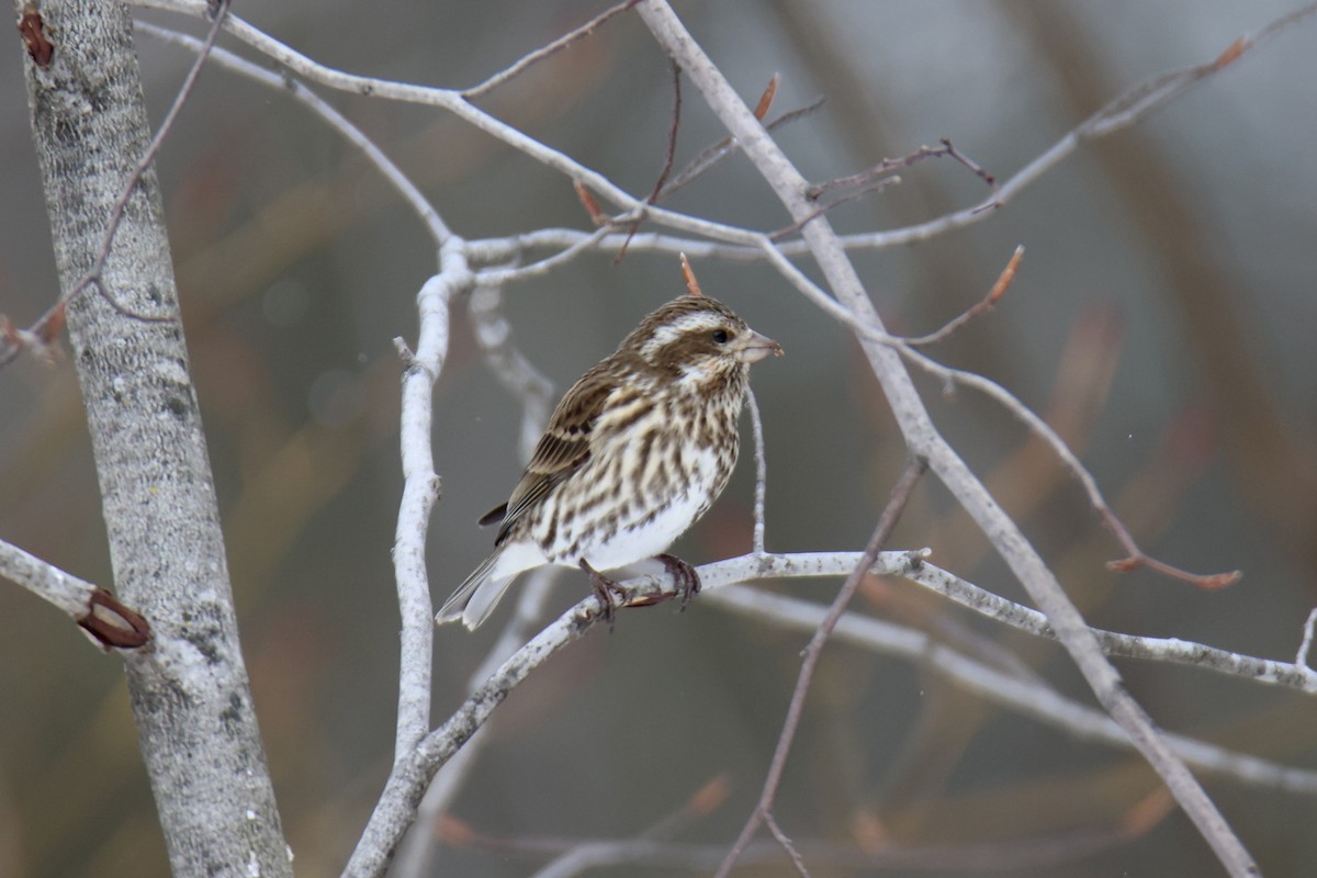 Purple Finch - Jack Kew