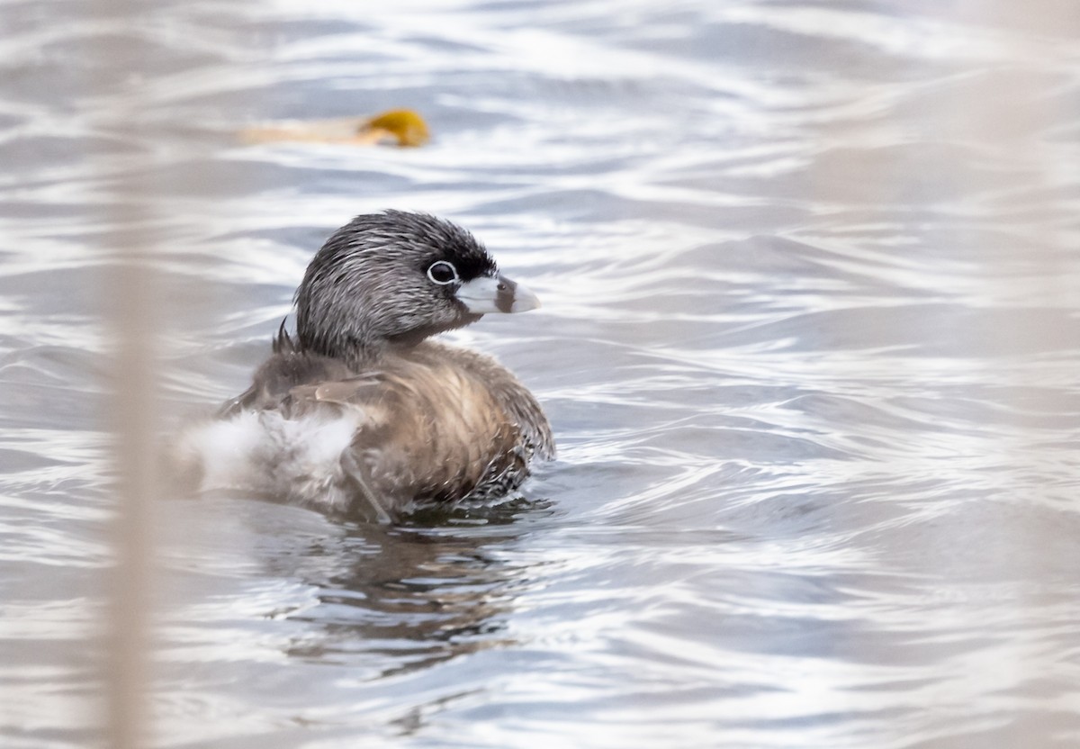 Pied-billed Grebe - Robert Bochenek