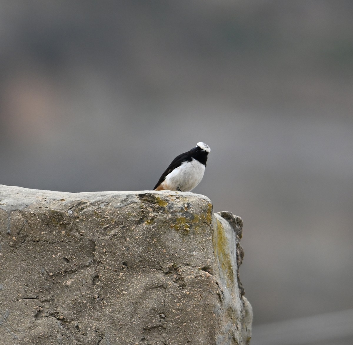 Arabian Wheatear - ML618175354