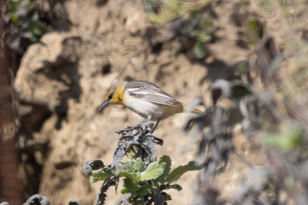 Bullock's Oriole - Russell Campbell