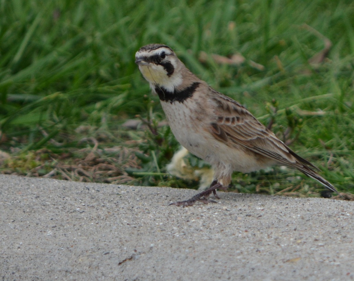 Horned Lark - Paul Messing