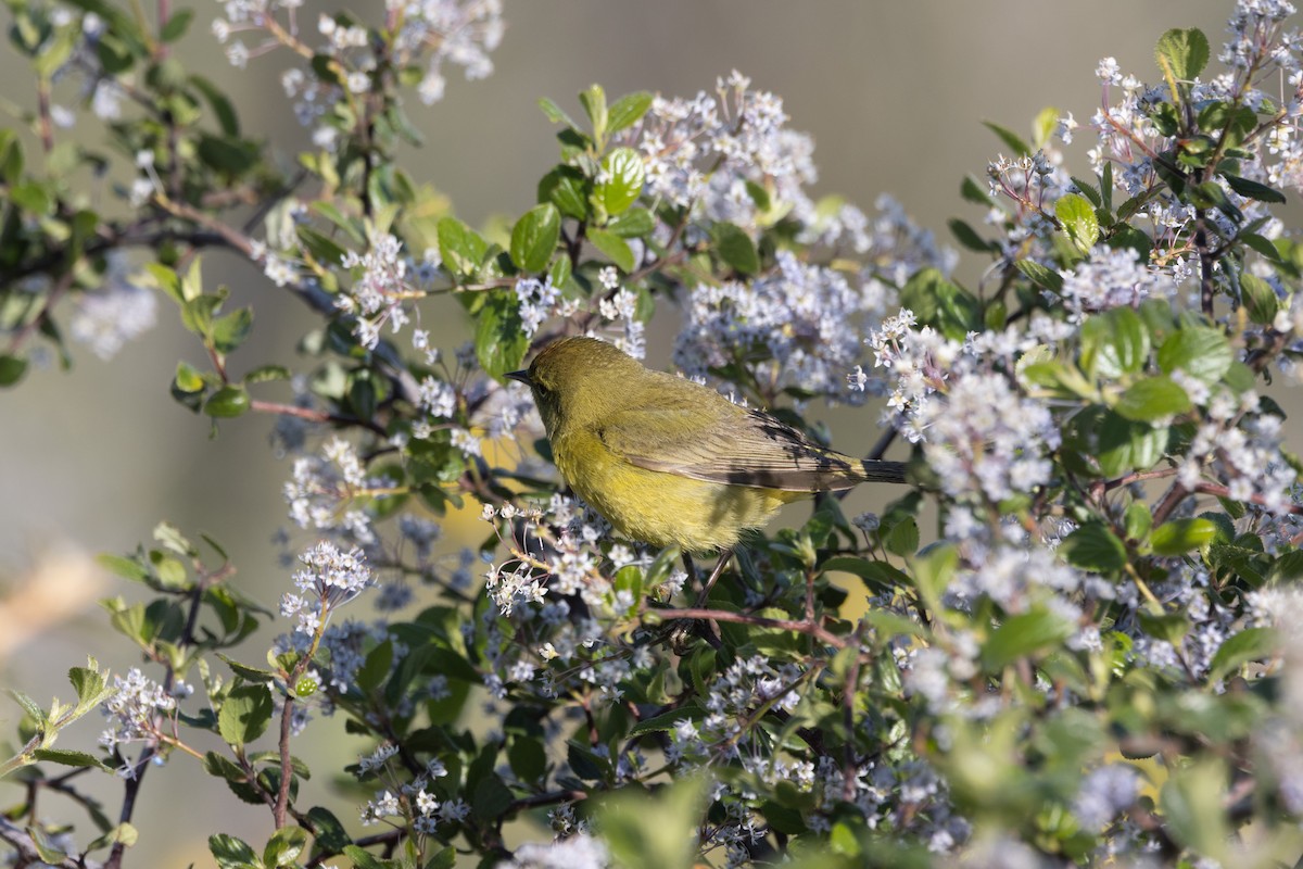 Orange-crowned Warbler - ML618175400