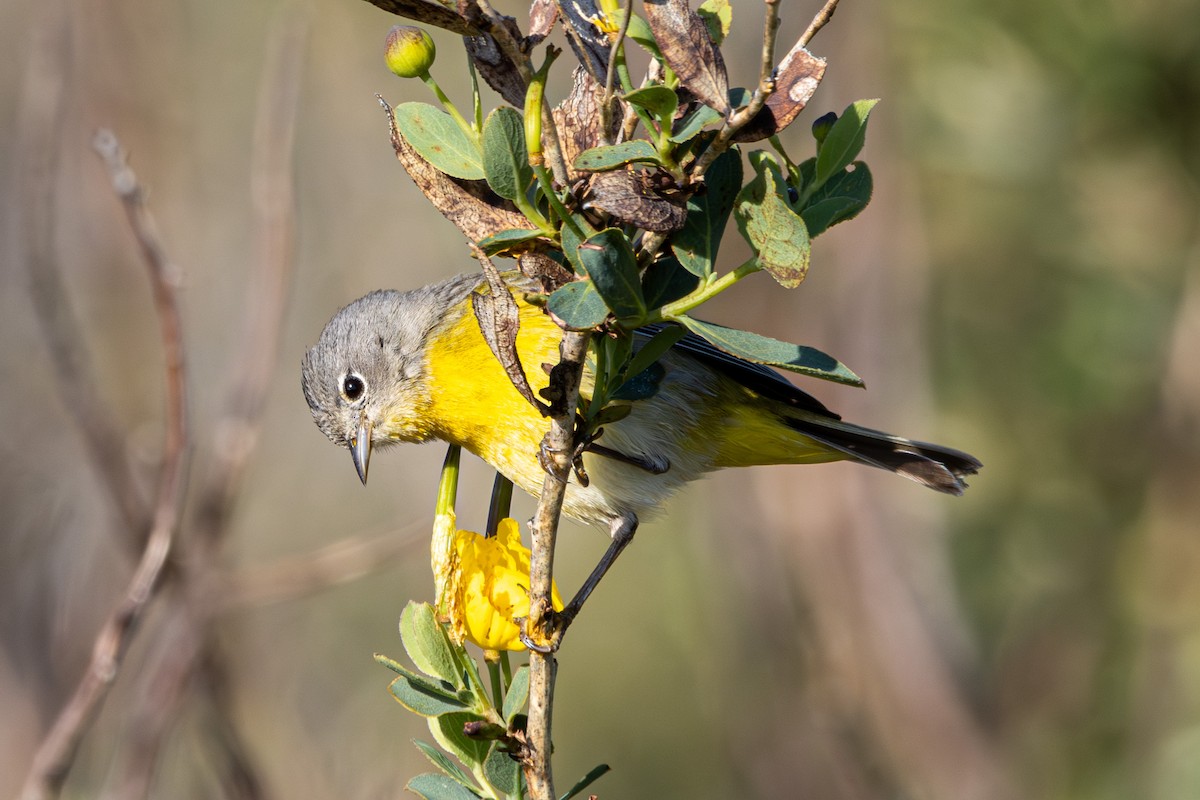 Nashville Warbler - ML618175414