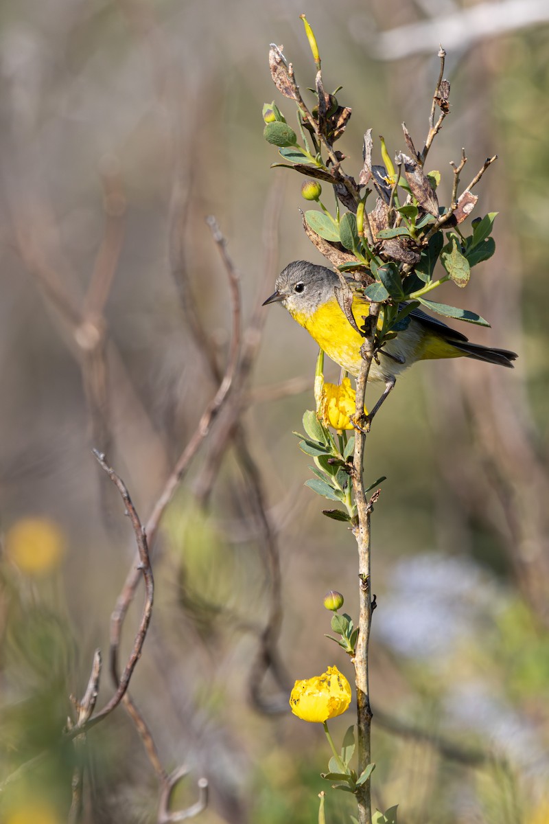 Nashville Warbler - ML618175415
