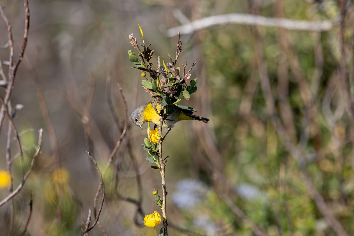 Nashville Warbler - ML618175416