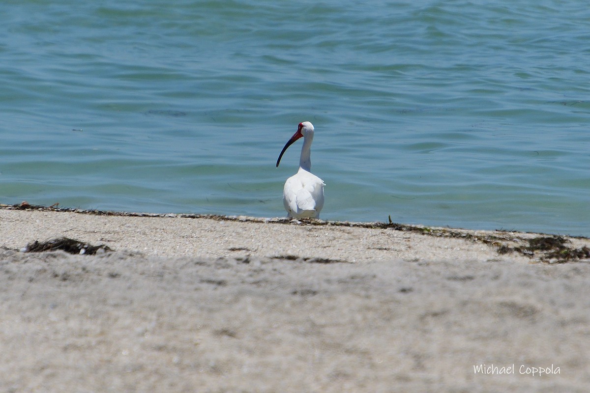 ibis bílý - ML618175421