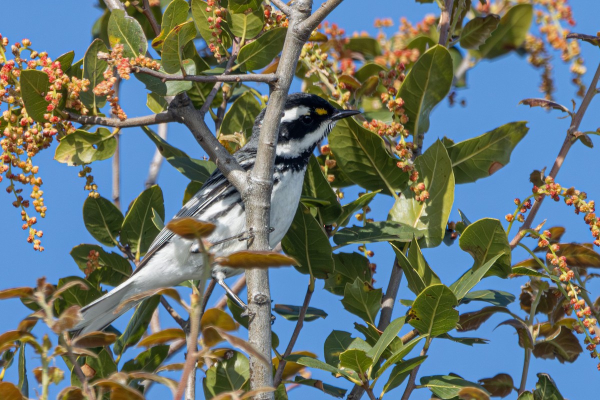 Black-throated Gray Warbler - Russell Campbell