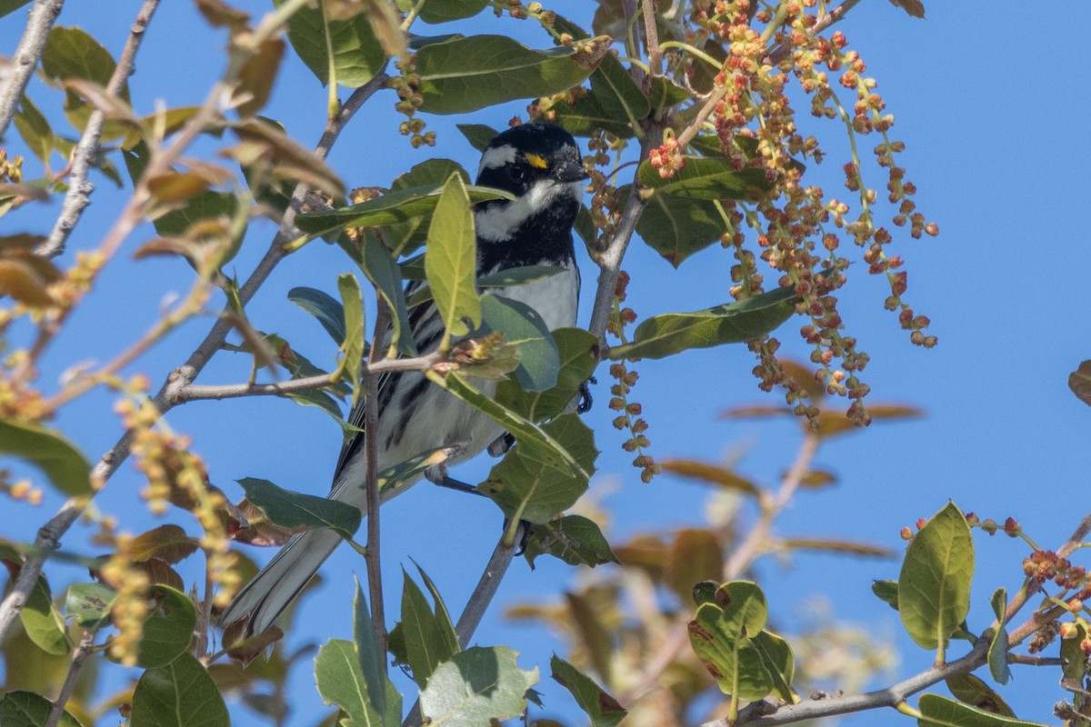 Black-throated Gray Warbler - Russell Campbell