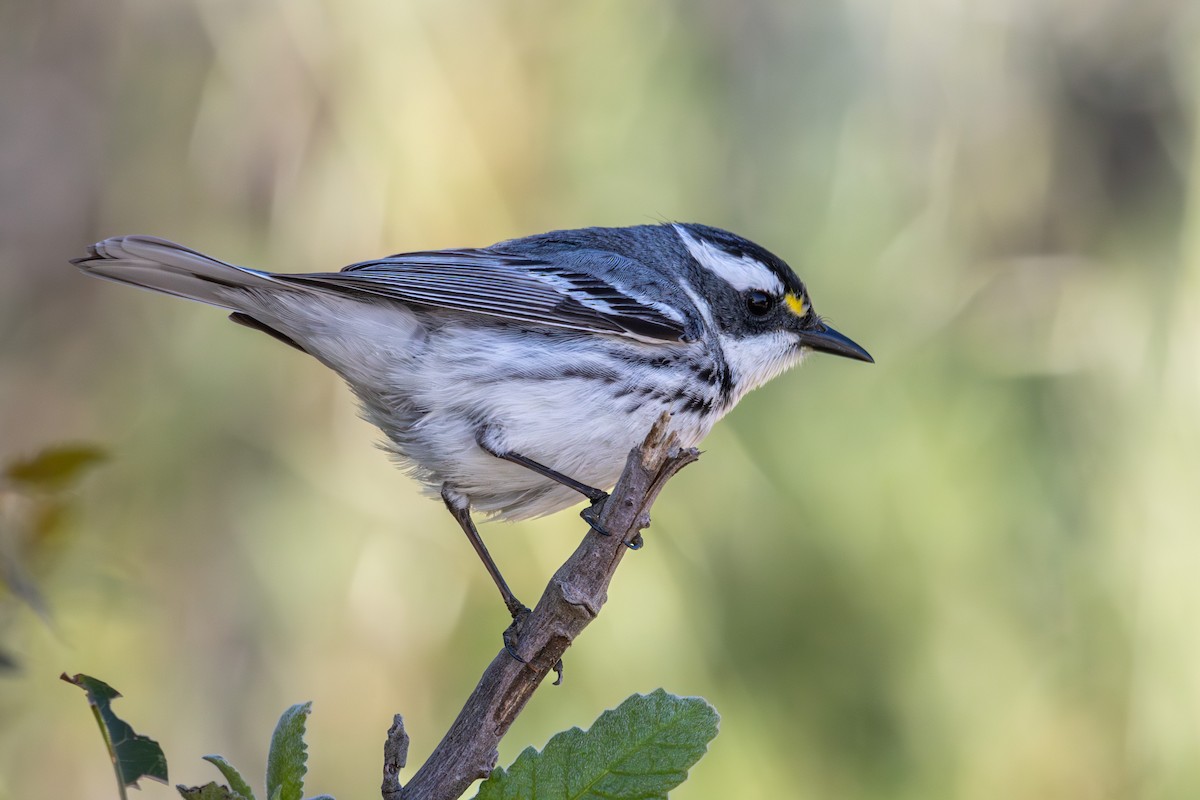 Black-throated Gray Warbler - Russell Campbell