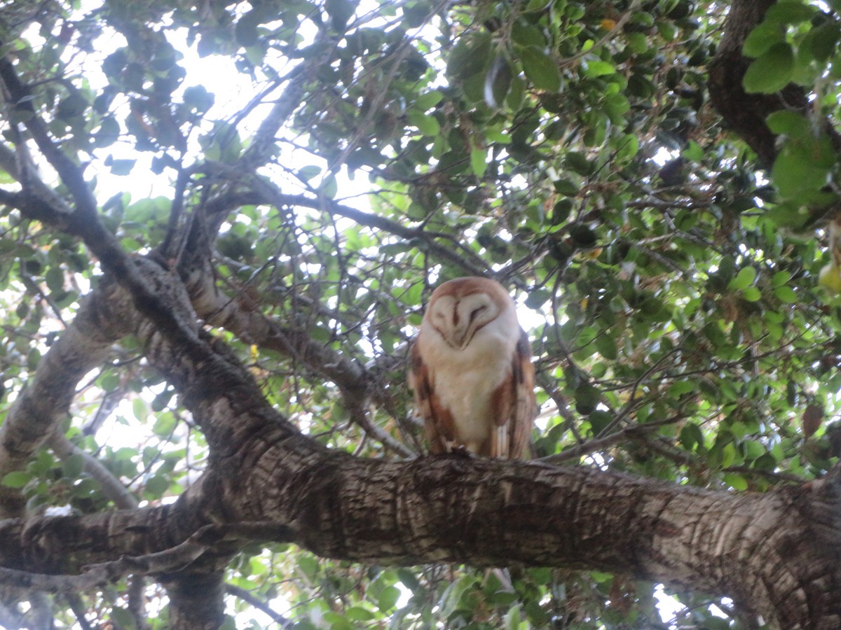 Barn Owl (American) - ML618175437