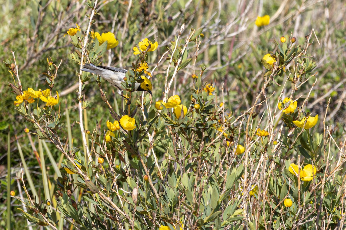 Hermit Warbler - Russell Campbell