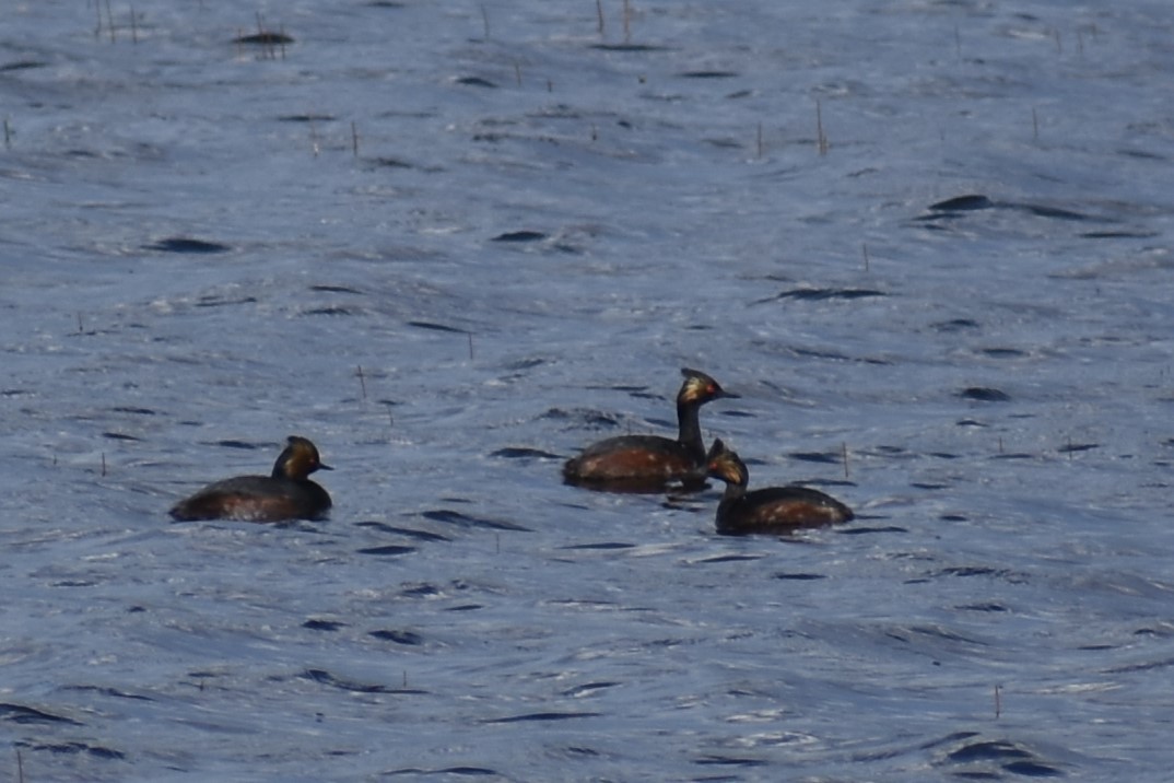 Eared Grebe - ML618175441