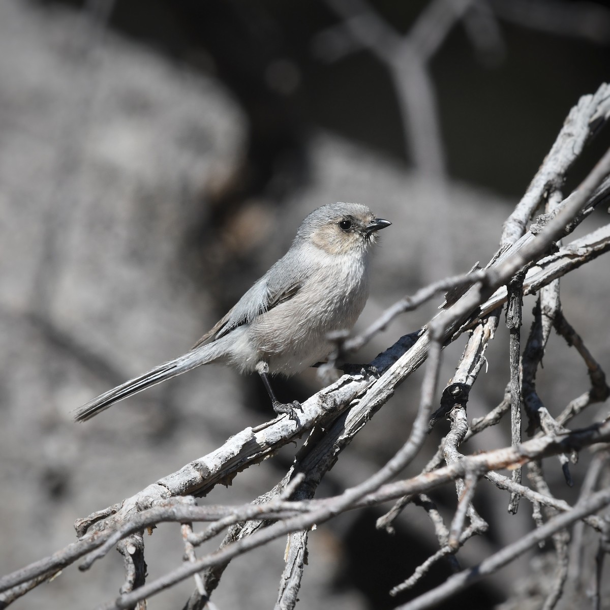 Bushtit (Interior) - ML618175456