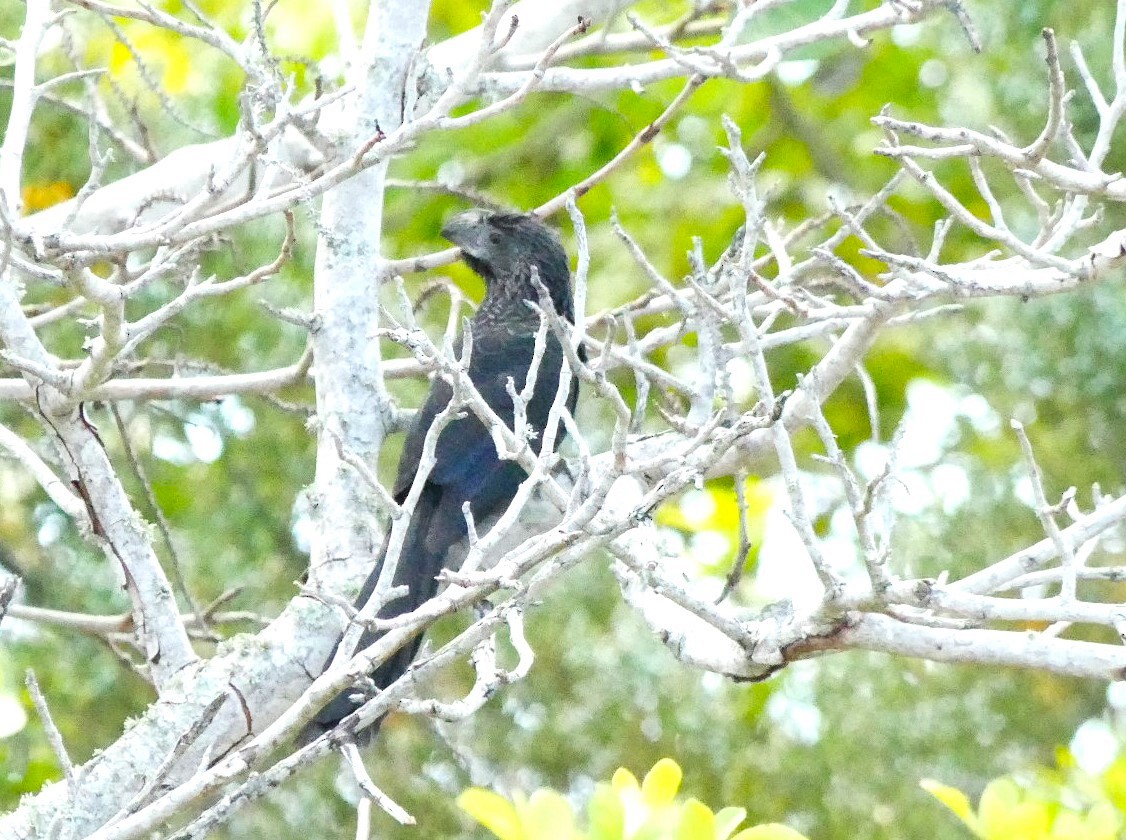 Groove-billed Ani - ML618175462