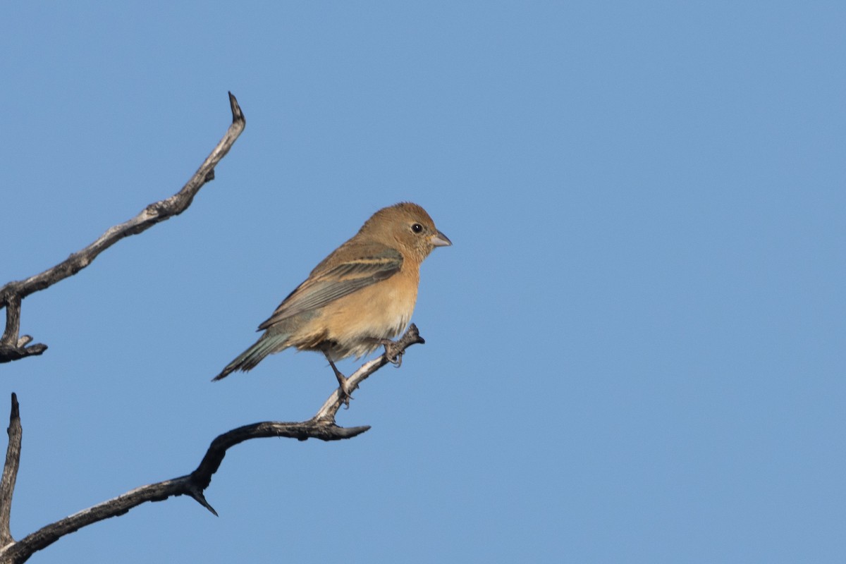 Lazuli Bunting - ML618175464