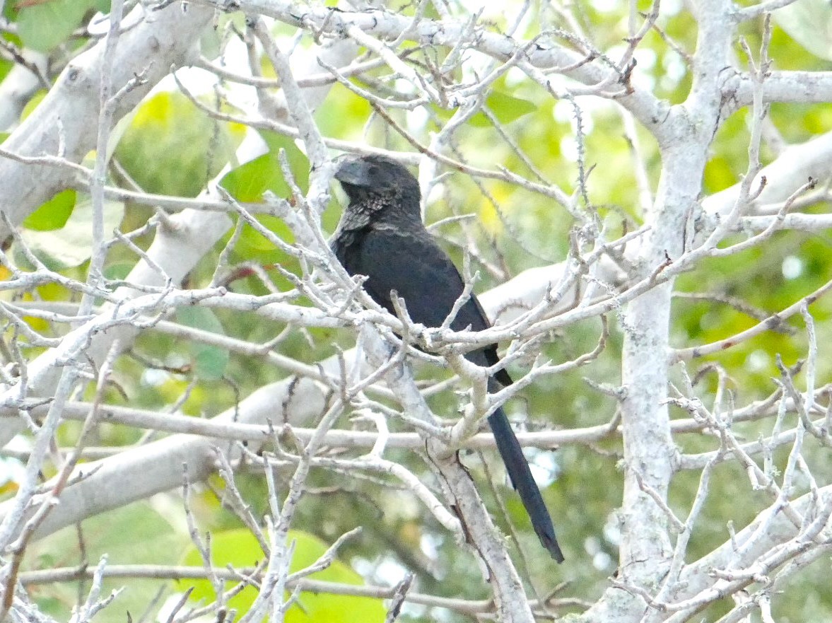 Groove-billed Ani - ML618175470