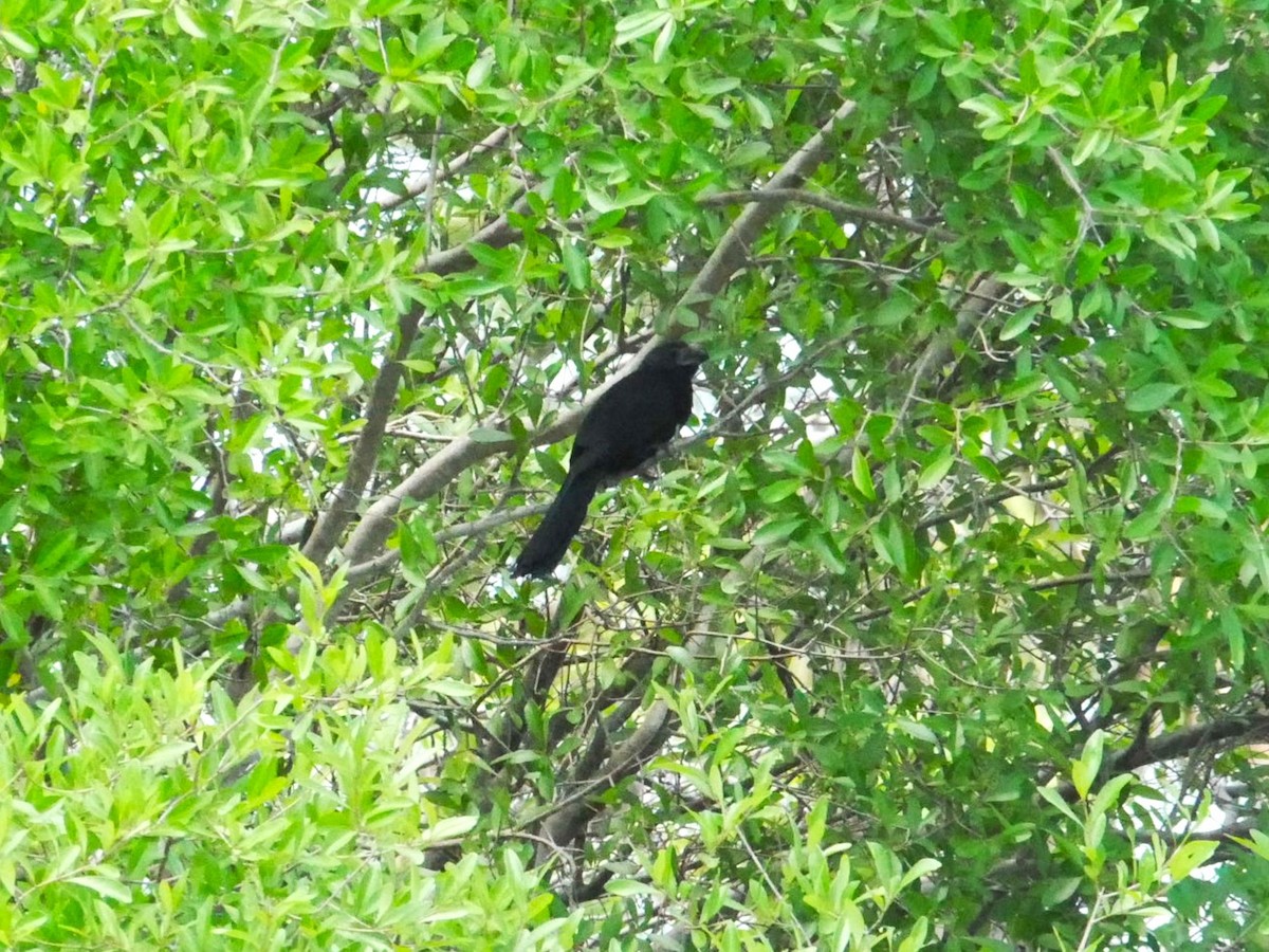 Groove-billed Ani - ML618175471