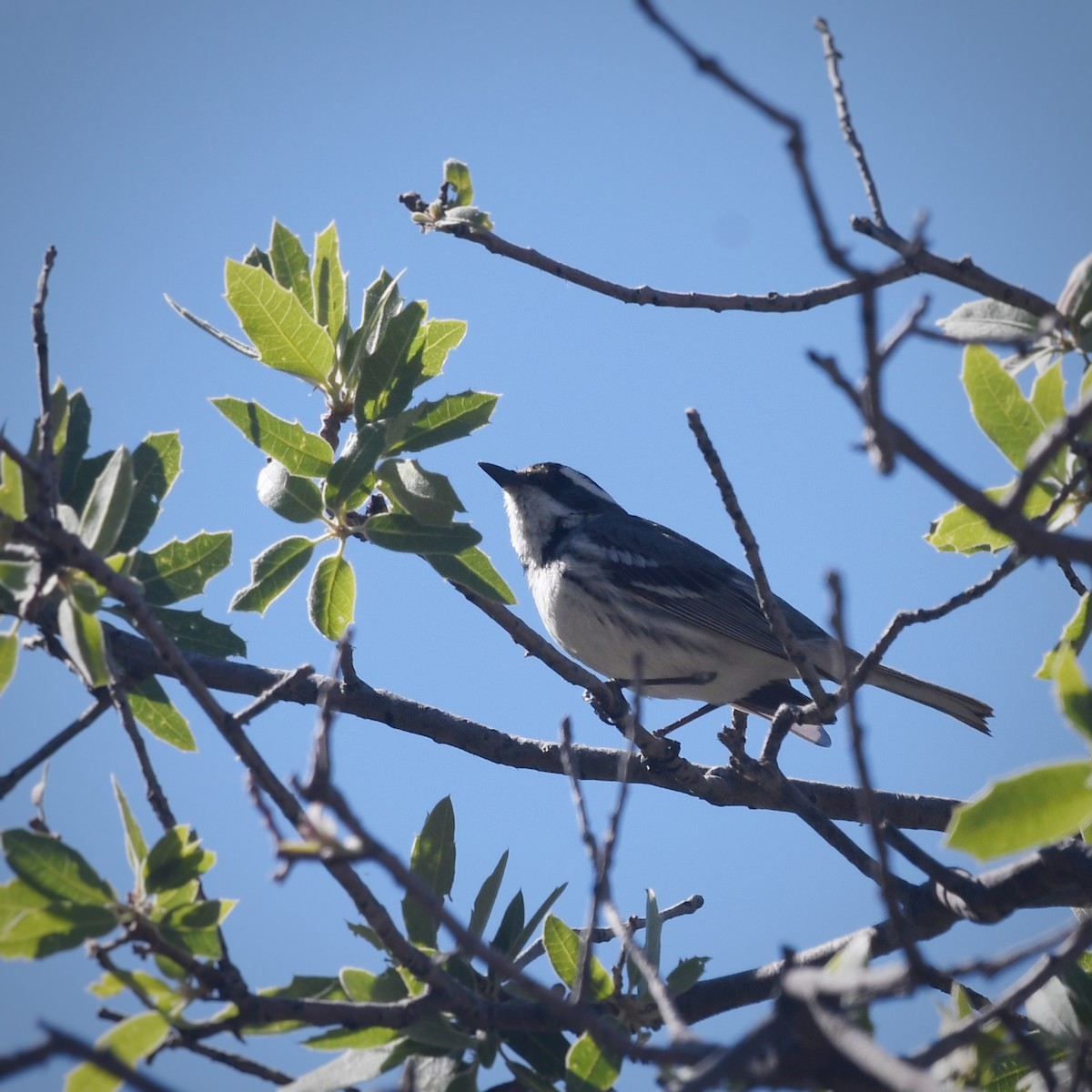 Black-throated Gray Warbler - ML618175472
